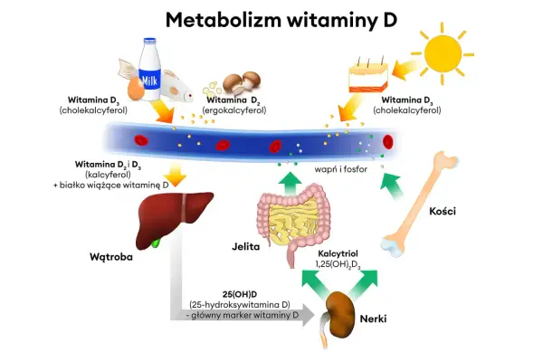 Schemat metabolizmu witaminy D, gdzie cholekalcyferol (witamina D3) jest produkowany w skórze pod wpływem słońca lub spożywany z pokarmem, a następnie przekształcany w wątrobie i nerkach.